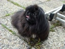 pekinois_2_20211201_1906812077